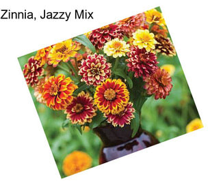 Zinnia, Jazzy Mix