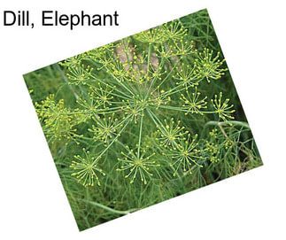 Dill, Elephant