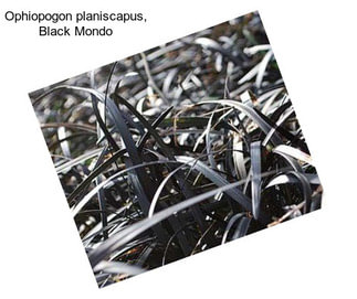 Ophiopogon planiscapus, Black Mondo