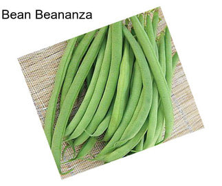 Bean Beananza