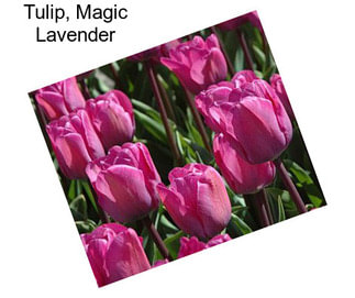 Tulip, Magic Lavender