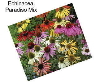 Echinacea, Paradiso Mix