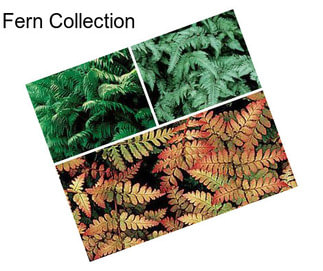 Fern Collection