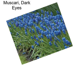 Muscari, Dark Eyes