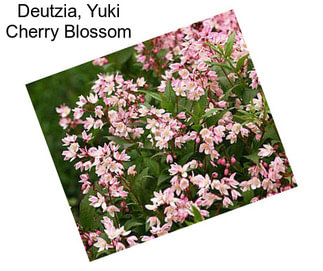 Deutzia, Yuki Cherry Blossom