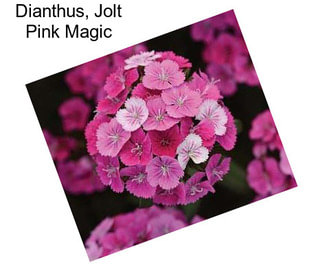 Dianthus, Jolt Pink Magic