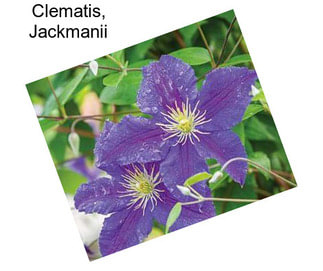 Clematis, Jackmanii