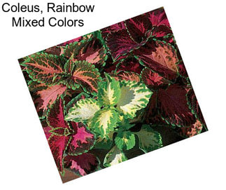 Coleus, Rainbow Mixed Colors