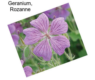 Geranium, Rozanne