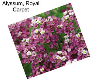 Alyssum, Royal Carpet