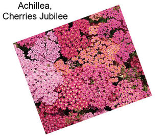 Achillea, Cherries Jubilee