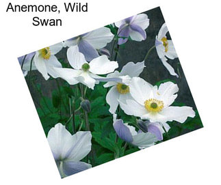 Anemone, Wild Swan