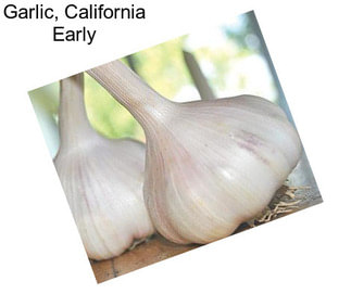 Garlic, California Early