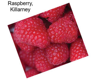 Raspberry, Killarney