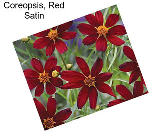 Coreopsis, Red Satin