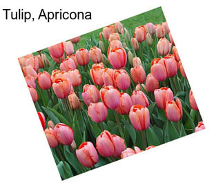 Tulip, Apricona