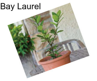 Bay Laurel