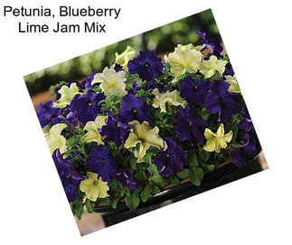 Petunia, Blueberry Lime Jam Mix