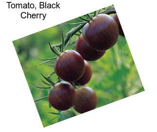 Tomato, Black Cherry
