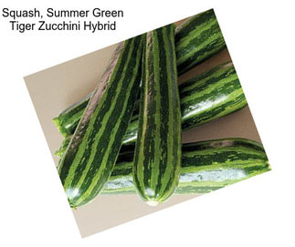 Squash, Summer Green Tiger Zucchini Hybrid