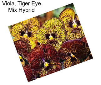 Viola, Tiger Eye Mix Hybrid