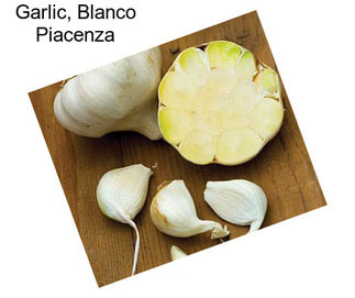 Garlic, Blanco Piacenza