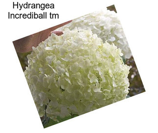 Hydrangea Incrediball tm