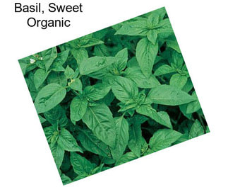 Basil, Sweet Organic