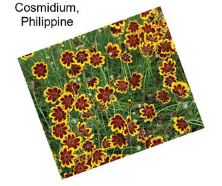 Cosmidium, Philippine