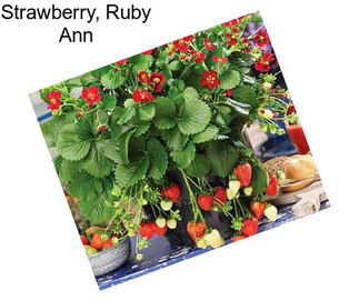 Strawberry, Ruby Ann