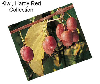 Kiwi, Hardy Red Collection