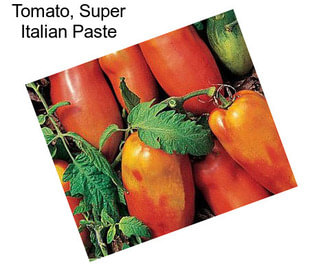 Tomato, Super Italian Paste