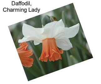 Daffodil, Charming Lady