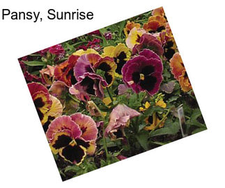 Pansy, Sunrise