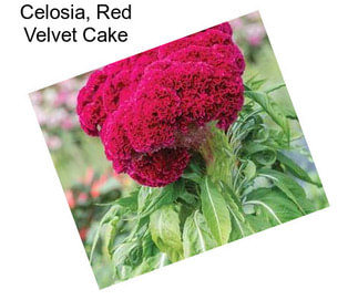 Celosia, Red Velvet Cake