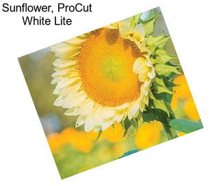 Sunflower, ProCut White Lite