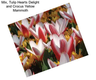 Mix, Tulip Hearts Delight and Crocus Yellow Mammoth