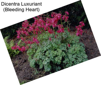 Dicentra Luxuriant (Bleeding Heart)