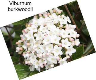 Viburnum burkwoodii