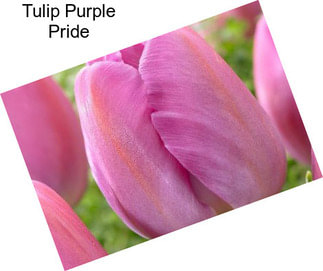 Tulip Purple Pride