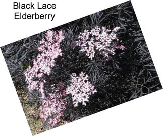 Black Lace Elderberry