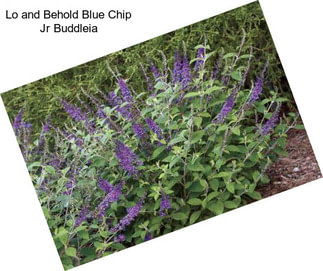 Lo and Behold Blue Chip Jr Buddleia