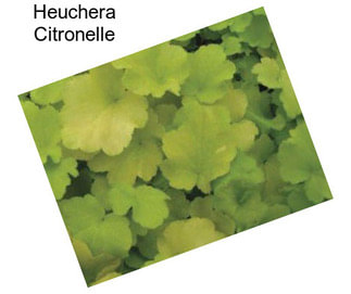 Heuchera Citronelle