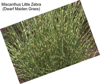 Miscanthus Little Zebra (Dwarf Maiden Grass)