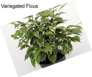 Variegated Ficus