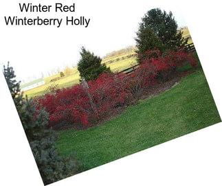 Winter Red Winterberry Holly