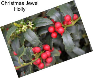 Christmas Jewel Holly