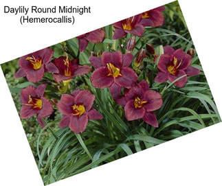 Daylily Round Midnight (Hemerocallis)