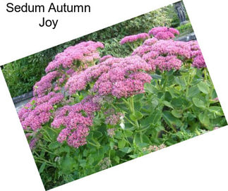 Sedum Autumn Joy