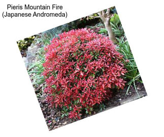 Pieris Mountain Fire (Japanese Andromeda)